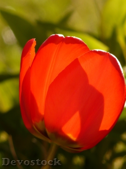 Devostock Tulip Red Spring Flower 4
