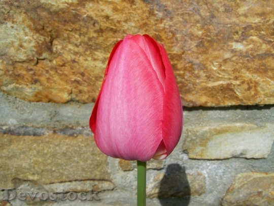 Devostock Tulip Red Spring Flower 5