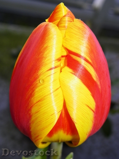 Devostock Tulip Red Tulip Floral