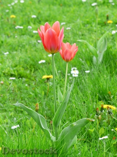 Devostock Tulip Red Tulpenbluete Flower