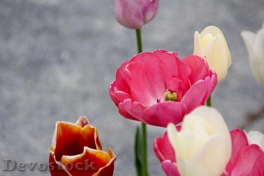 Devostock Tulip Red White Spring
