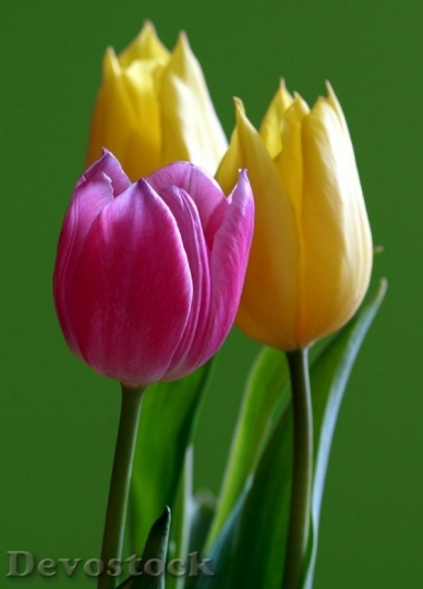 Devostock Tulip Red Yellow Flower