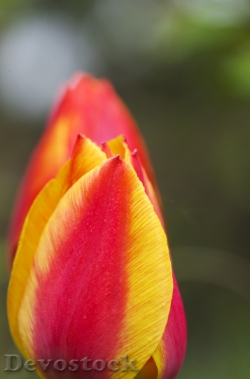 Devostock Tulip Red Yellow Orange