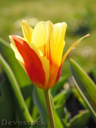 Devostock Tulip Red Yellow Red