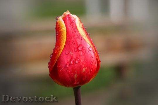 Devostock Tulip Red Yellow Spring 0