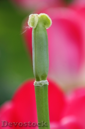 Devostock Tulip Rod Flower Macro