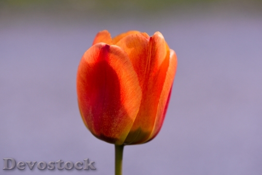 Devostock Tulip Schnittblume Spring Flower