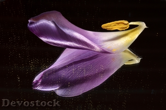 Devostock Tulip Shared Mirror Purple