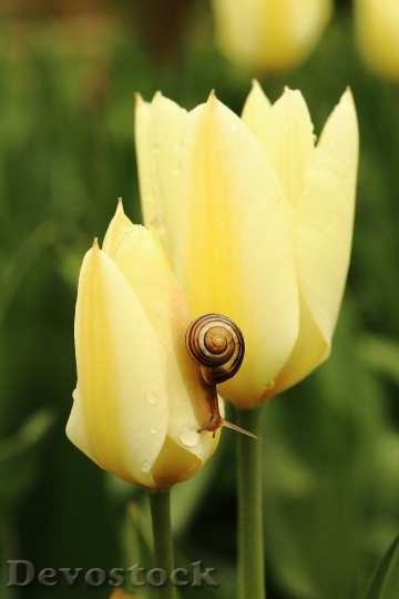 Devostock Tulip Snail Yellow 689233