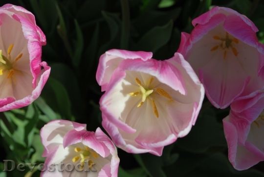 Devostock Tulip Spring Bloom Bright