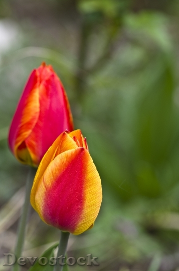 Devostock Tulip Spring Blossom Bloom 0