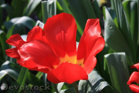 Devostock Tulip Spring Blossomed Park