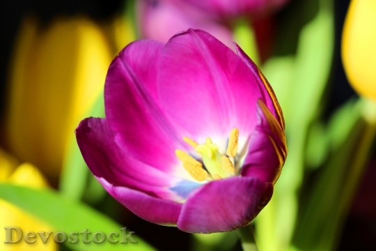 Devostock Tulip Spring Easter Flower