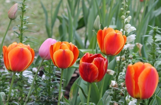Devostock Tulip Spring Floral Garden