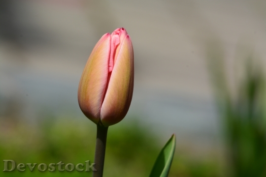 Devostock Tulip Spring Flower Buds