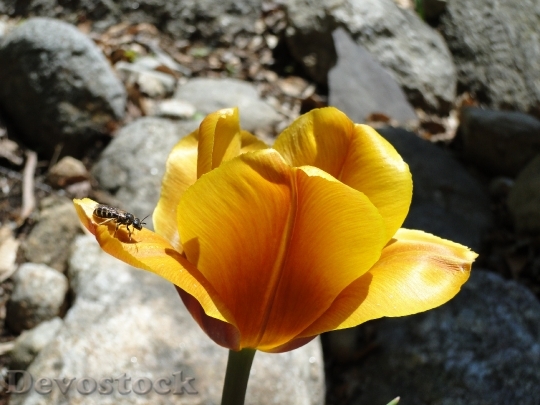 Devostock Tulip Spring Flower Bulb