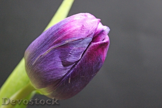Devostock Tulip Spring Flower Flowers B 0
