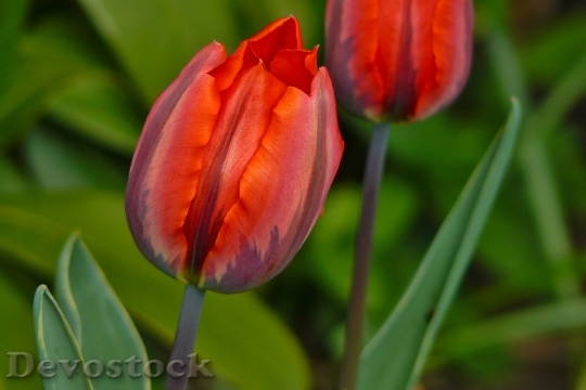 Devostock Tulip Spring Flower Flowers B 2