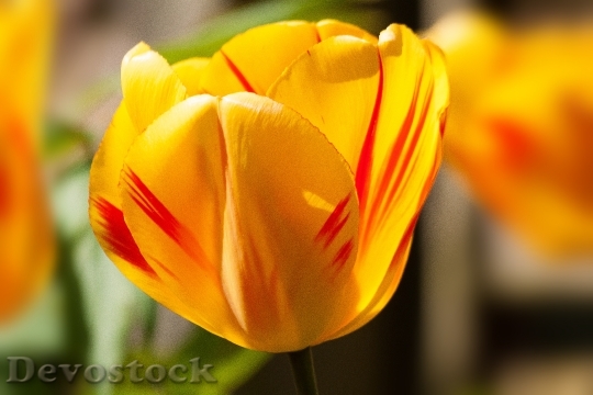 Devostock Tulip Spring Flower Flowers B 3