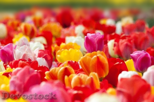 Devostock Tulip Spring Flower Flowers B 5
