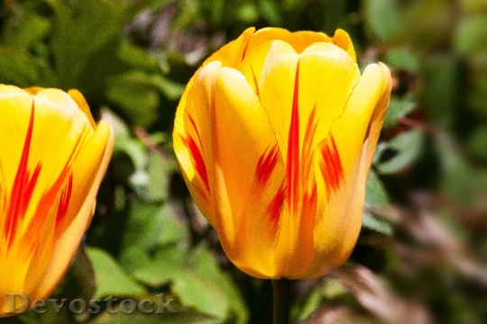 Devostock Tulip Spring Flower Flowers B 7