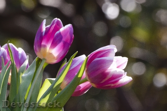 Devostock Tulip Spring Flower Flowers B 8