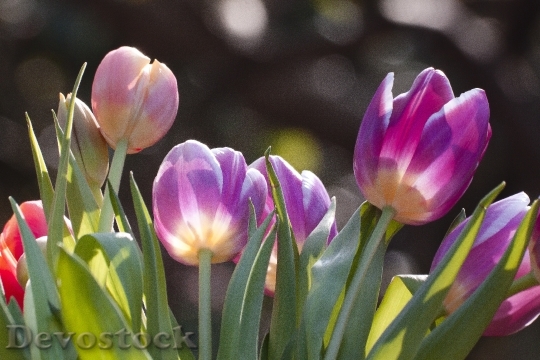 Devostock Tulip Spring Flower Flowers B 9