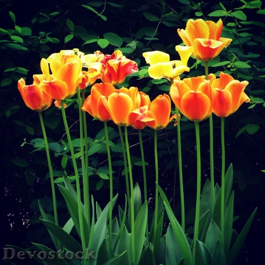 Devostock Tulip Spring Flower Green