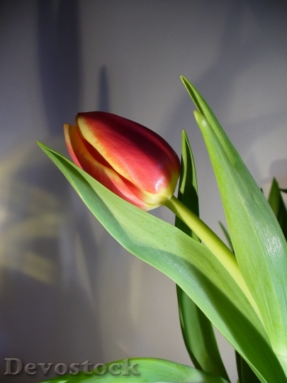 Devostock Tulip Spring Flower Holland