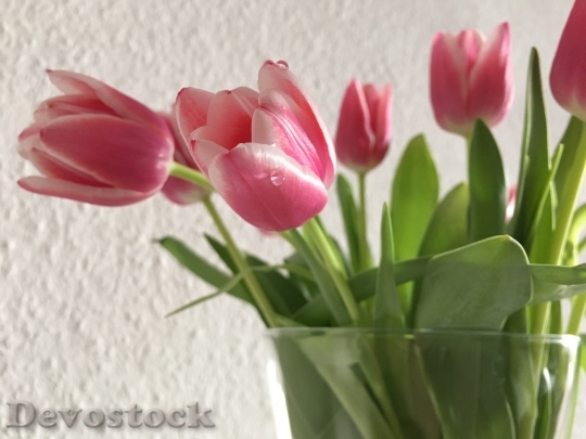 Devostock Tulip Spring Flower Spring