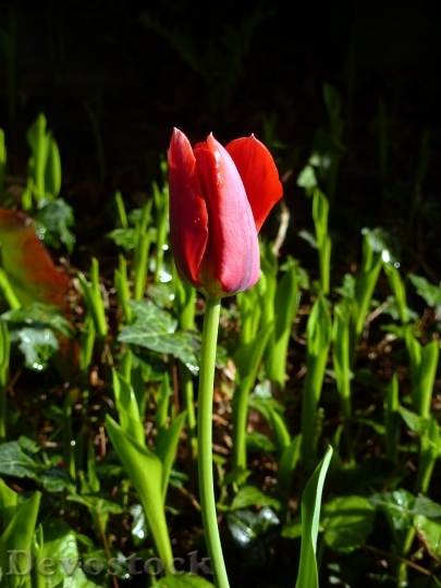 Devostock Tulip Spring Flower Tulips 1