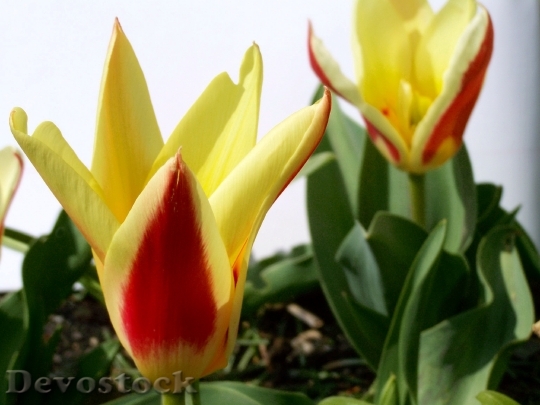 Devostock Tulip Spring Flower Two 0