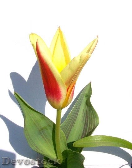 Devostock Tulip Spring Flower Two