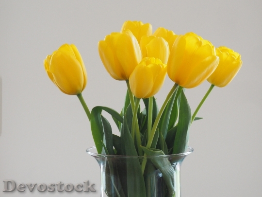 Devostock Tulip Spring Flower Yellow