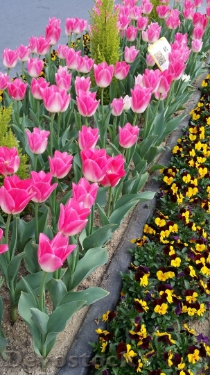 Devostock Tulip Spring Flowers 1157326