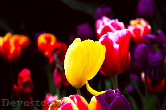 Devostock Tulip Spring Flowers 1276049