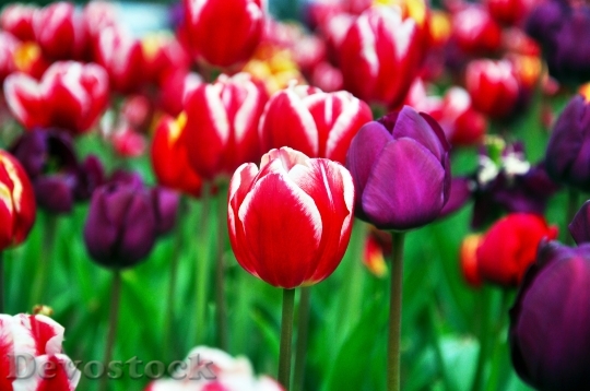 Devostock Tulip Spring Flowers 1276050