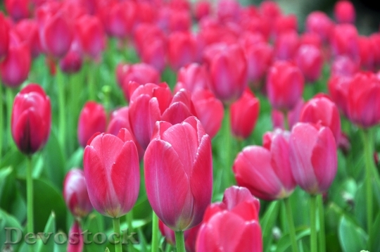 Devostock Tulip Spring Flowers 1276052