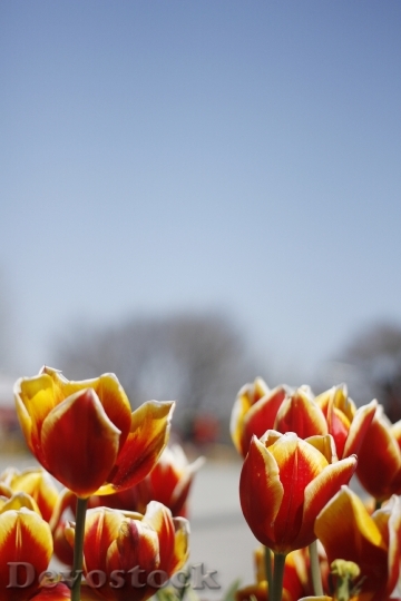 Devostock Tulip Spring Flowers Flower