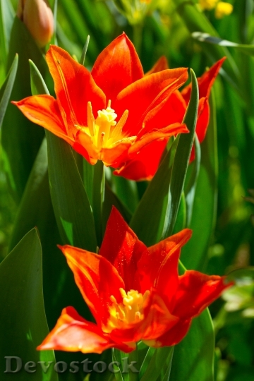 Devostock Tulip Spring Flowers Nature 0