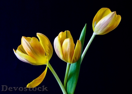Devostock Tulip Spring Flowers Yellow