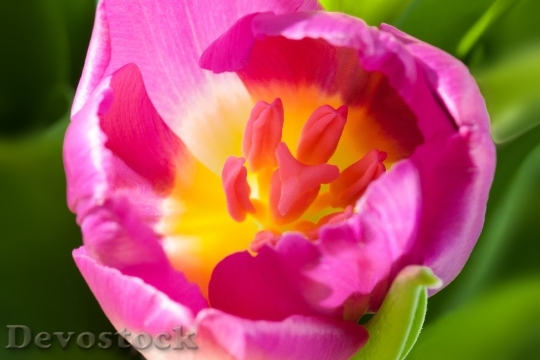 Devostock Tulip Spring Macro Stamp