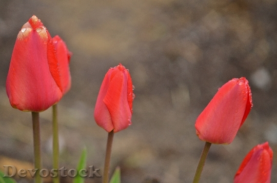 Devostock Tulip Spring Nature Flowers