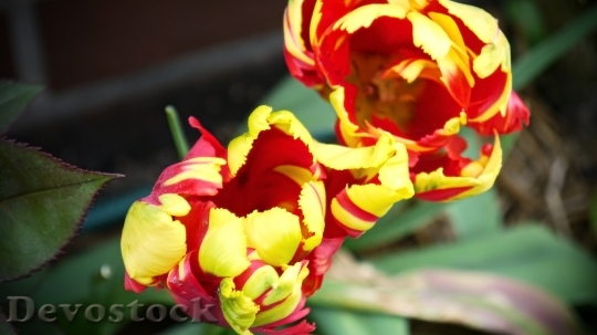 Devostock Tulip Spring Nature Yellow