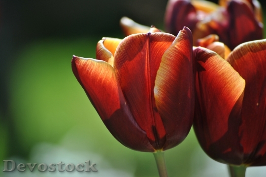 Devostock Tulip Spring Red Flower