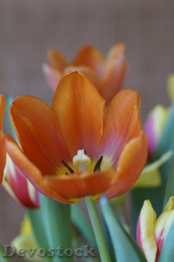 Devostock Tulip Spring Spring Bouquet
