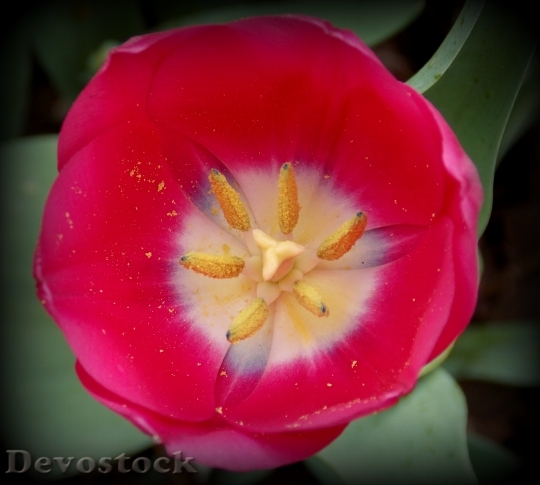 Devostock Tulip Spring Spring Flower