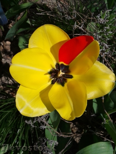 Devostock Tulip Spring Yellow Color