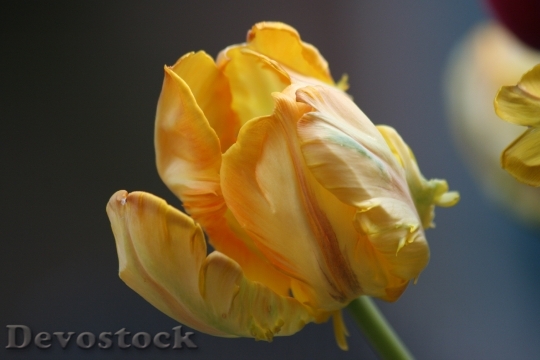 Devostock Tulip Spring Yellow Flower 0