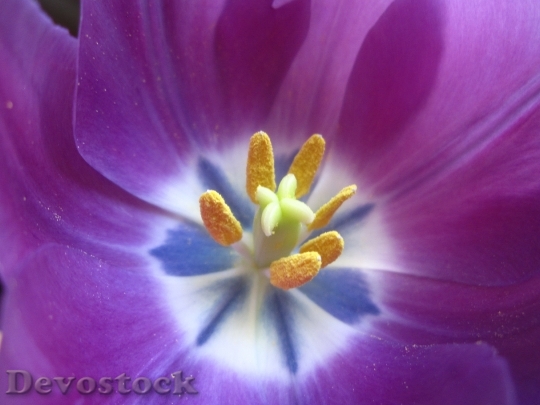 Devostock Tulip Stamen Flower Plant